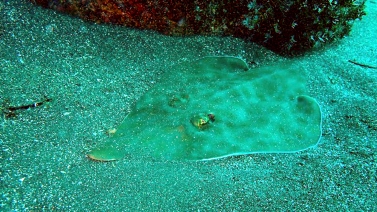 ホトケ岩カスザメ