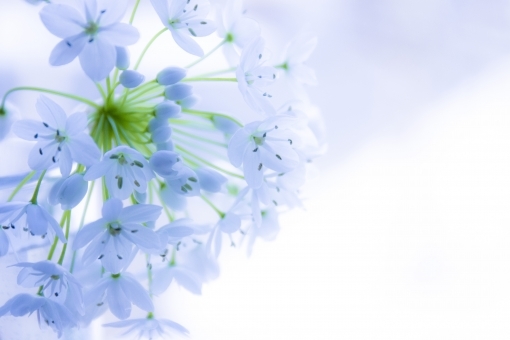 うすいブルーの花