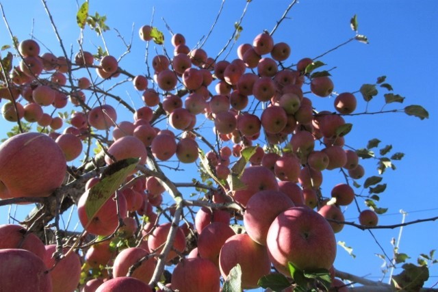 リンゴの樹IMG_0285 (640x427)