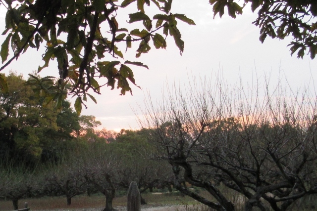 梅畑夕景IMG_0413 (2) (640x427)