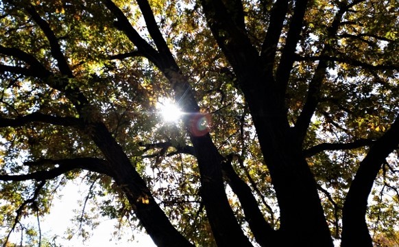 シンボルコナラ太陽20191214_120023 (640x360)