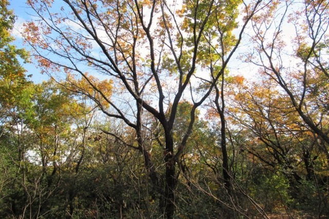 12月の色IMG_0060 (640x427)