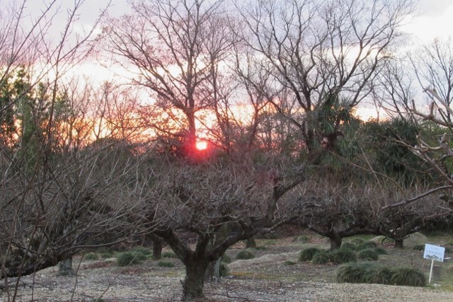 寒の夕陽④IMG_0186 (640x427)