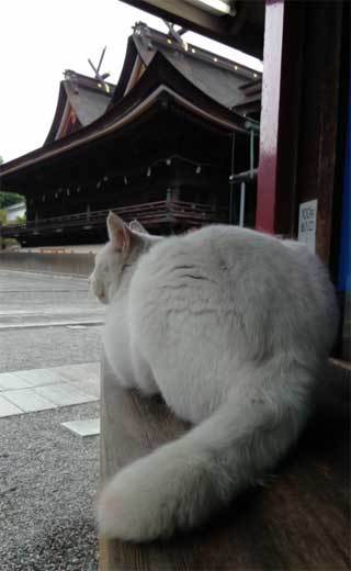 20190528_吉備津神社の猫_008