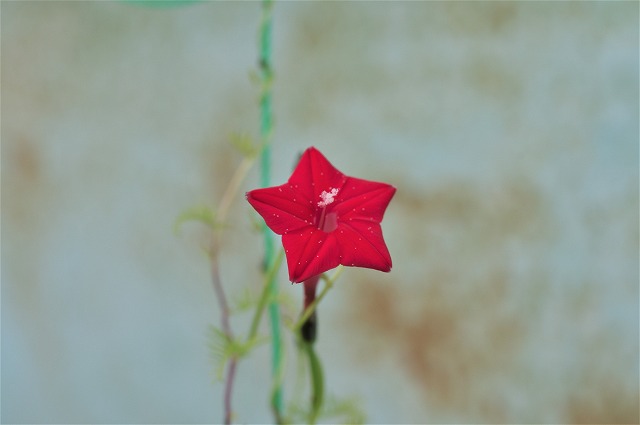 ルコウソウ赤とピンクの小さな星形の花が開花 Aki坊のブログ
