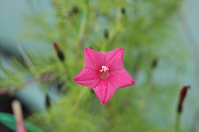 ルコウソウ赤とピンクの小さな星形の花が開花 Aki坊のブログ