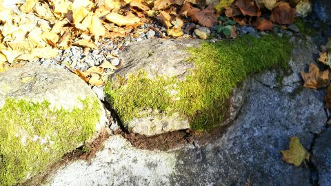 苔を撮ってみました。