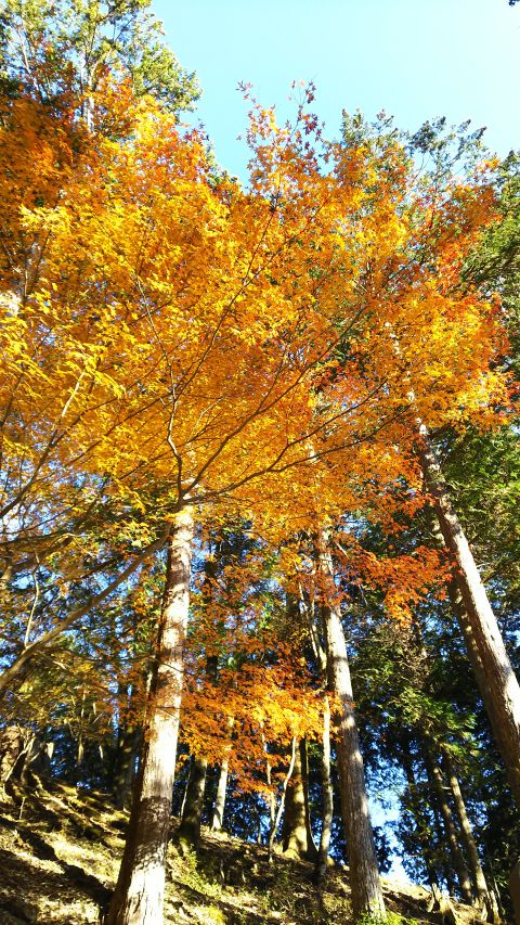三峯神社参道の紅葉景色。