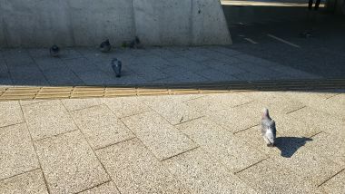 駅前広場に鳩が集まっていたので見ていきました。