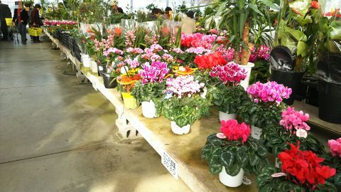 このようにシクラメンほか様々な花や植木が販売されています。(2018年11月撮影)