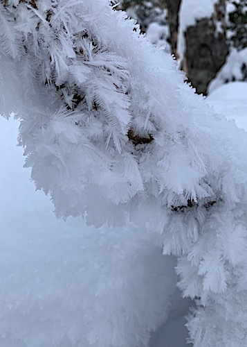 霜の風景