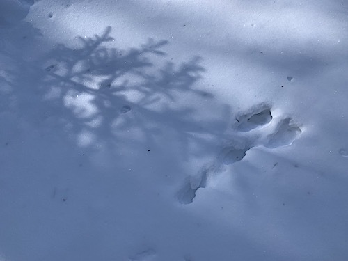 エゾユキウサギの足跡とトドマツの影