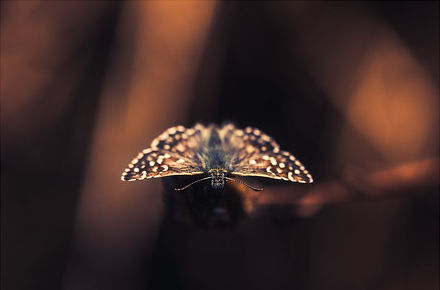 Papillons de nuit1