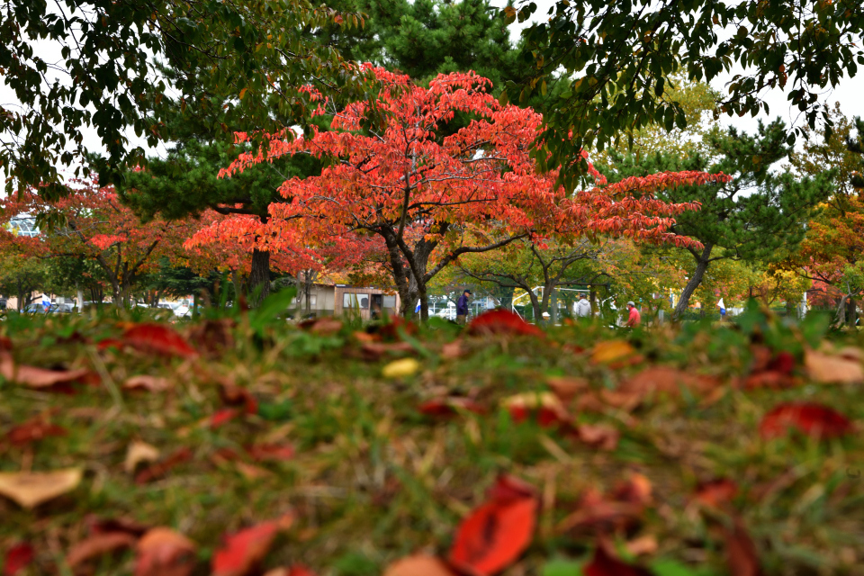 DSC_0412_b.jpg