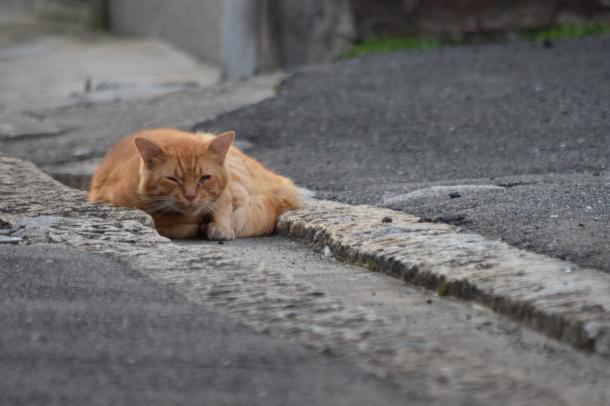 猫11