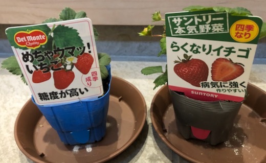 イチゴをプランターで栽培 - 2