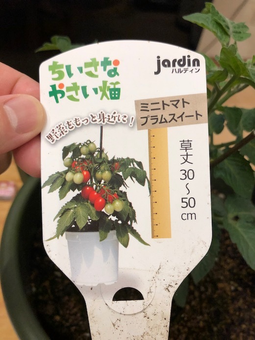 小さな鉢植えトマト - 2
