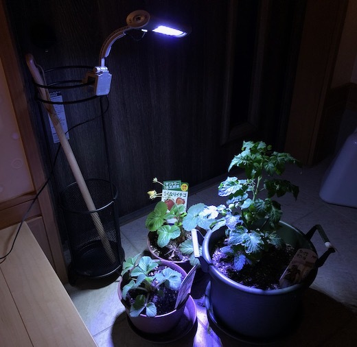 植物育成用ライトの実験 - 1