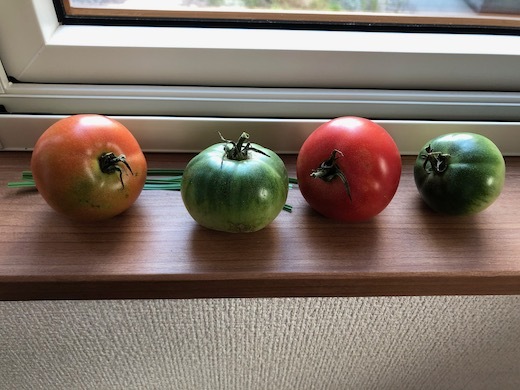 トマトの追熟b - 1