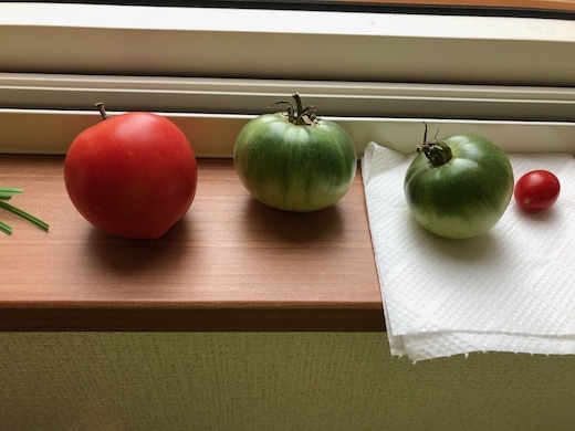 トマトの追熟b - 2