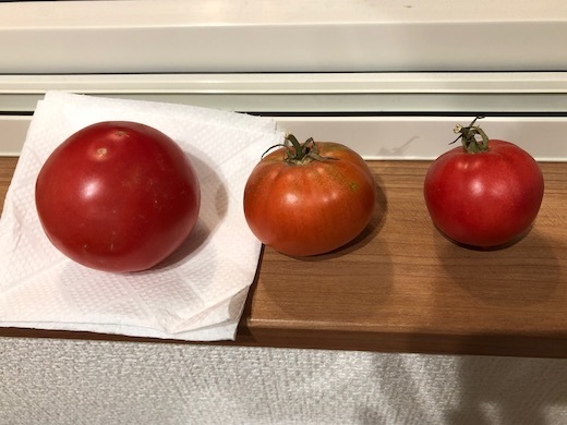トマトの追熟b - 7