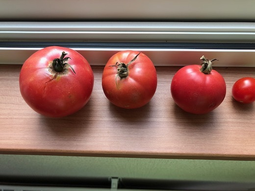トマトの追熟b - 8