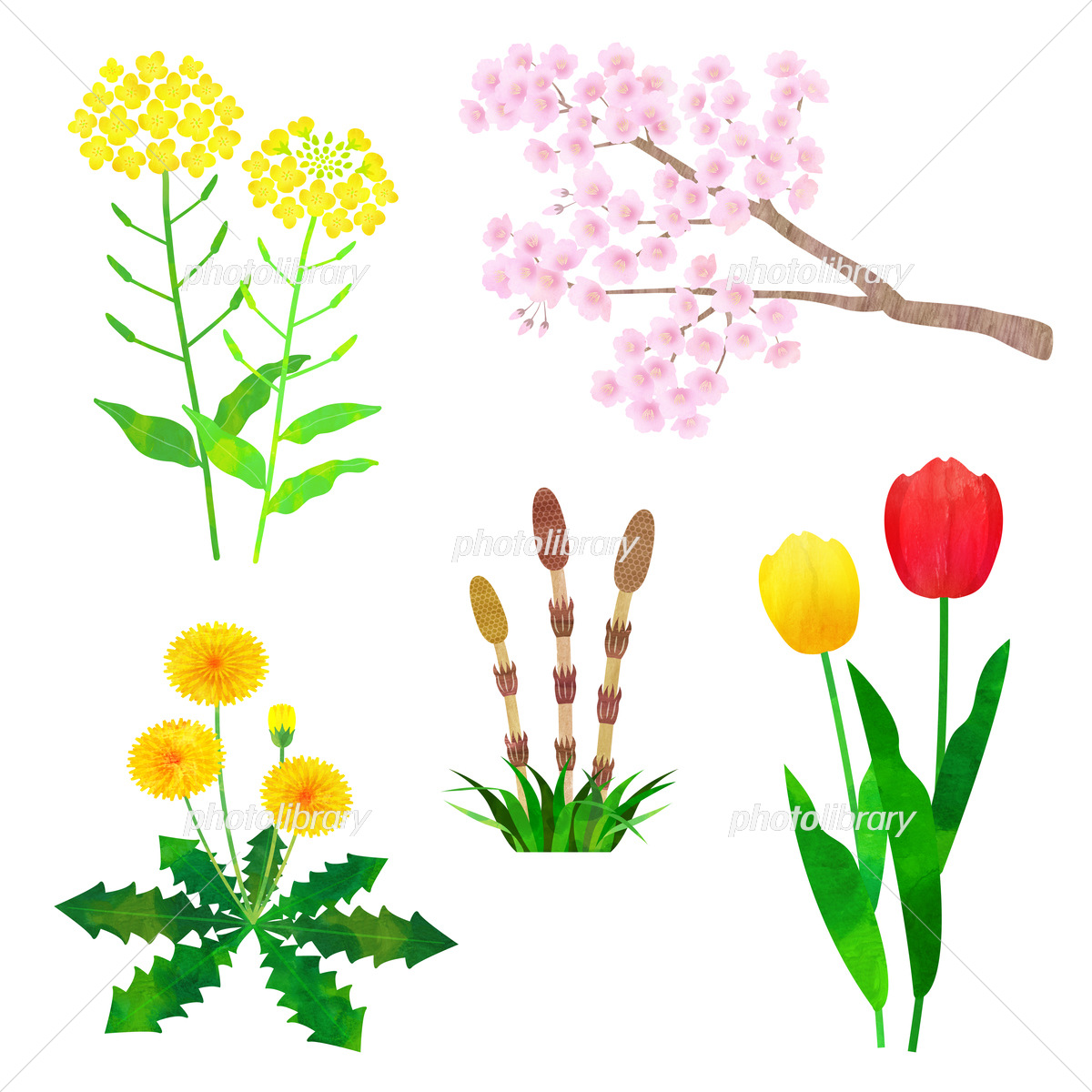 春の花 のイラスト素材一覧 エコでナチュラルな自然イラスト素材
