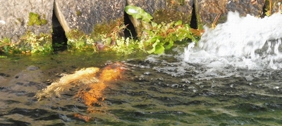 池の緋鯉