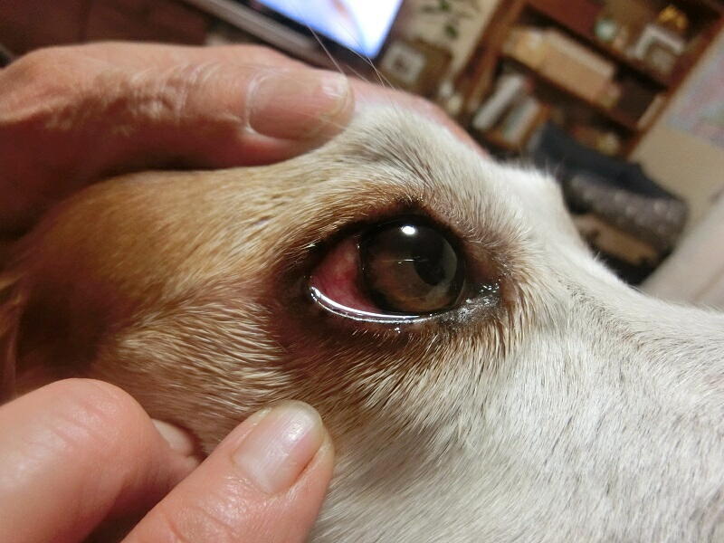 犬の目が充血