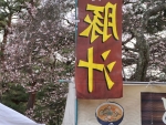 四季桜と露店