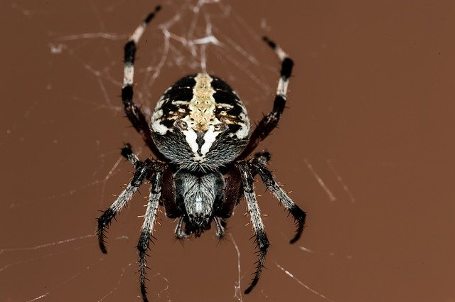 spider-195836_640.jpg