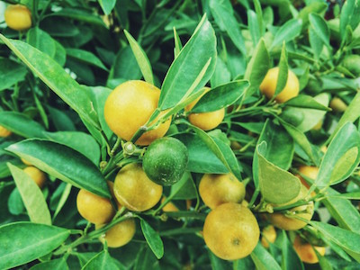 lemon_lime_orange_fruit_tree_nature-120616.jpg