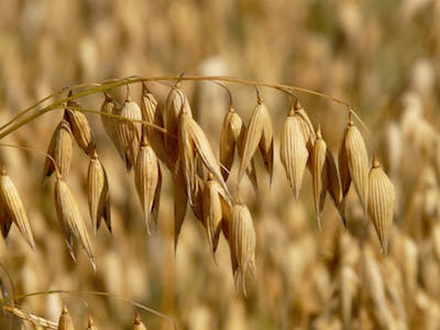 oats-oat-field-arable-cereals-87824.jpg
