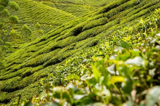 tea_leaves_tea_plantation_hills_landscape_tea_plantation_black_tea_green-1025583.jpg