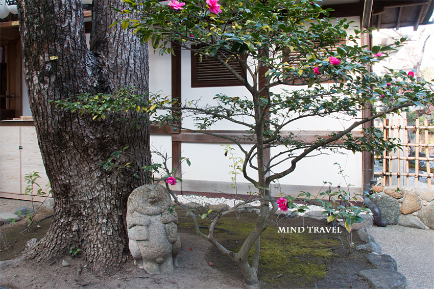 石切神社　山茶花と狸の像