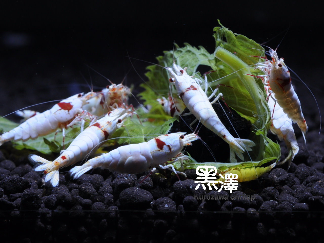 花頭水晶蝦1 (3)