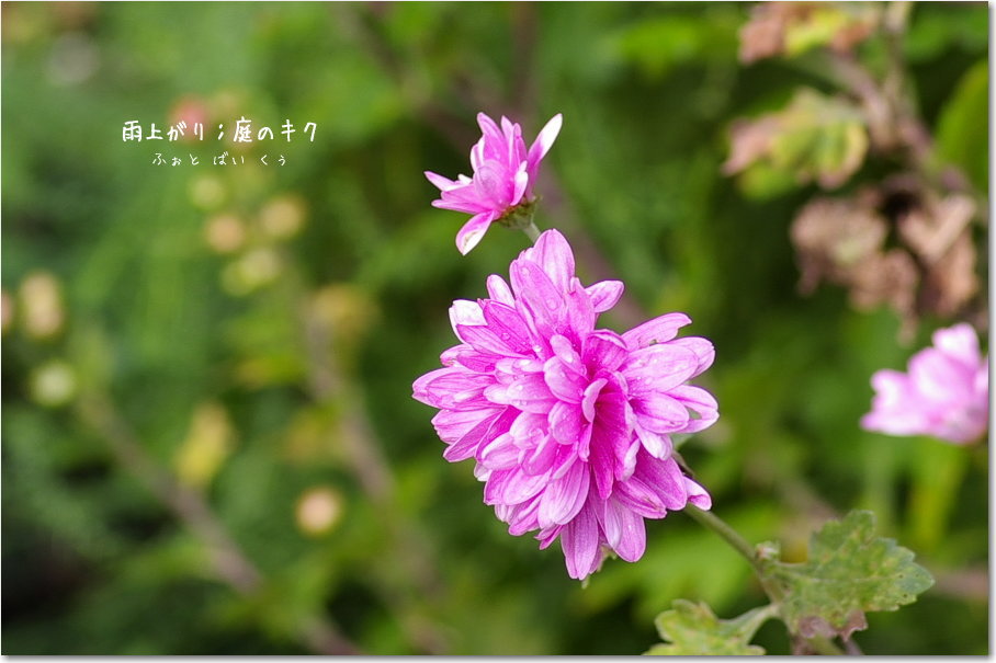 ピンクの小菊