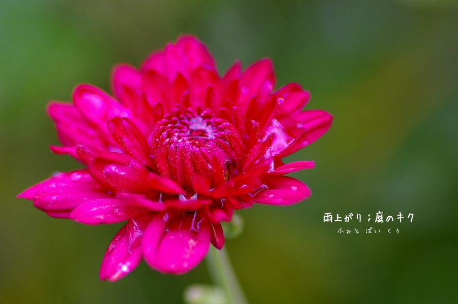 濃いピンクの菊