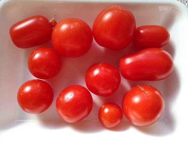 20200111ミニトマト収穫