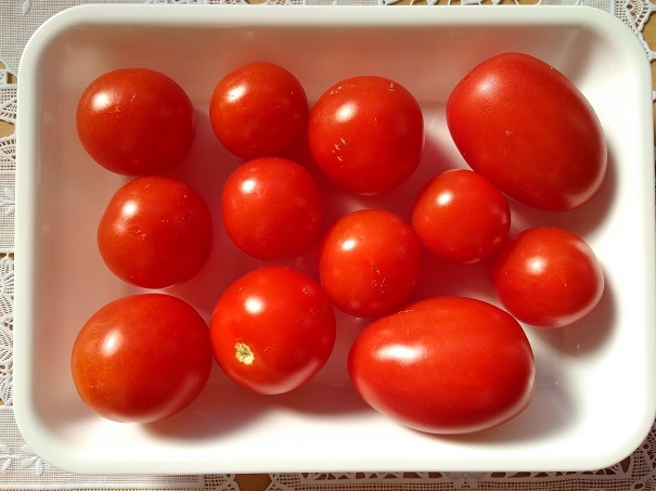 20200120ミニトマト収穫