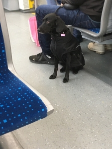 電車の中で出会った可愛い黒わんちゃん。