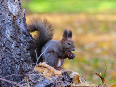 DSCF07701.jpg