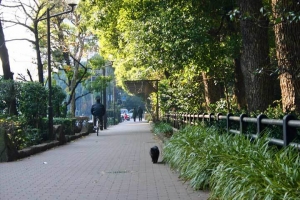 日比谷公園の長毛黒猫（日比谷通りの歩道）