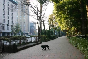 日比谷公園の長毛黒猫（日比谷通りの歩道）