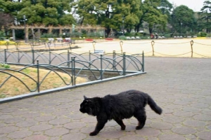 日比谷公園の長毛黒猫