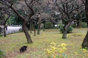 日比谷公園の梅林と長毛黒猫