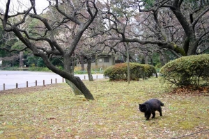 日比谷公園の梅林と長毛黒猫
