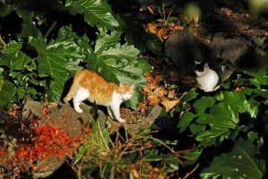 日比谷公園の茶白猫と白黒猫