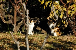 日比谷公園の三毛猫姉妹