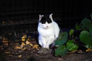 日比谷公園の白黒猫